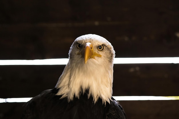 American bald eagle in a zoologic park