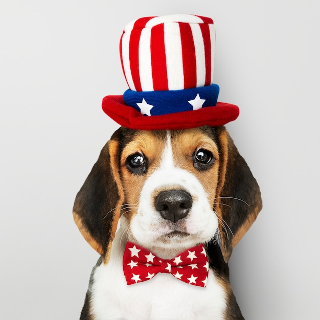 Free Photo american beagle puppy