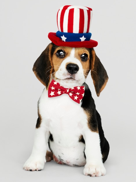 Free Photo american beagle puppy