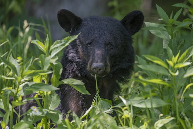 Free Photo american black bear surrounded by leaves under the sunlight