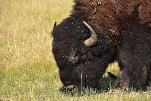 American buffalo grazing with a little black bird in his shade.