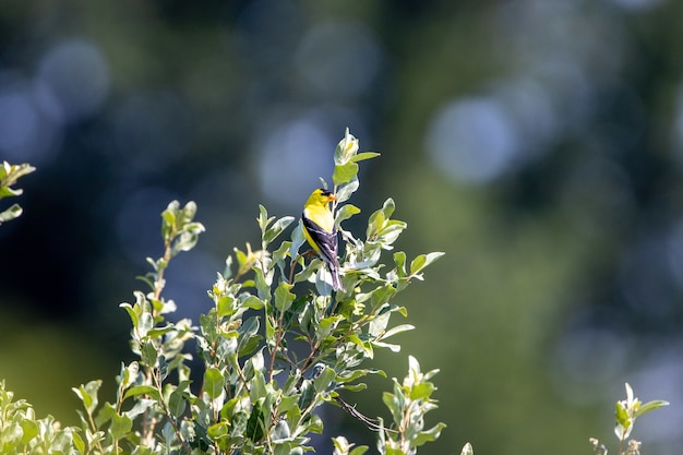 Free Photo american goldfinch bird sitting on a branch of a tree