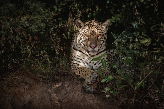 Free photo american jaguar in the nature habitat of south american jungle