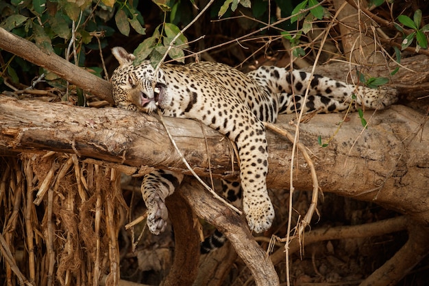 American jaguar in the nature habitat of south american jungle