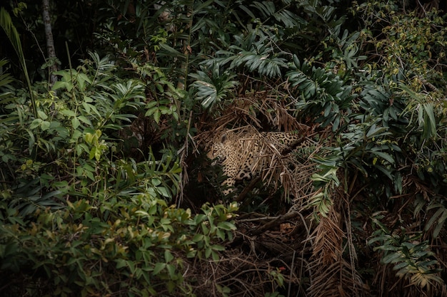 American jaguar in the nature habitat of south american jungle