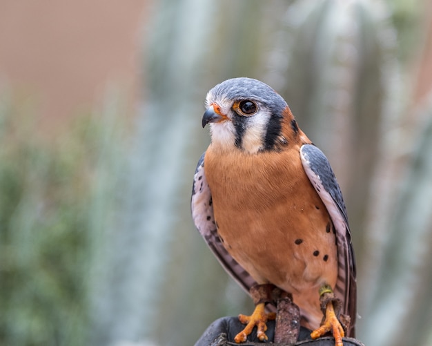 Free photo american kestrel