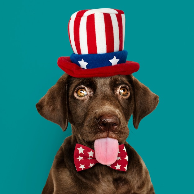 Free photo american labrador puppy