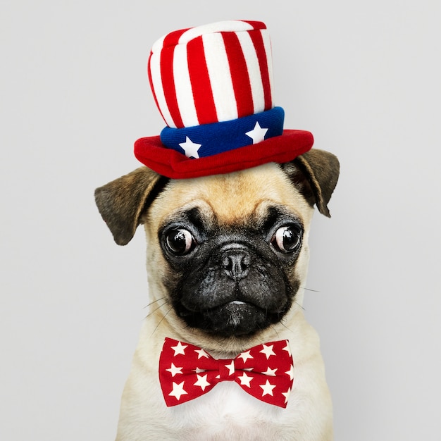 Free photo american pug puppy