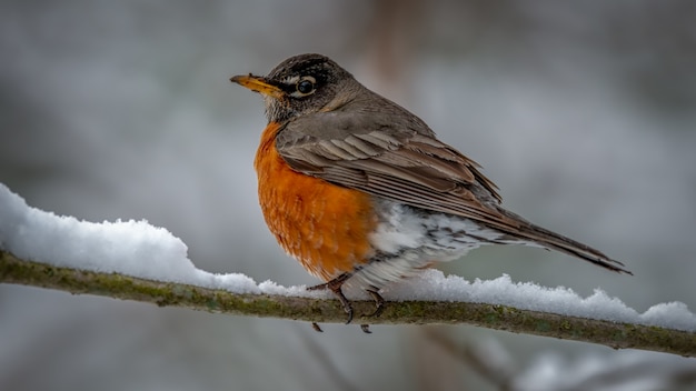 Free Photo american robin on a snowy branch