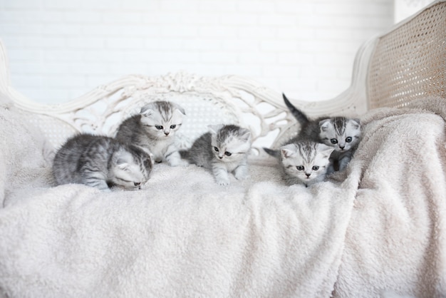 Free photo american shorthair kittens play on the grey couch