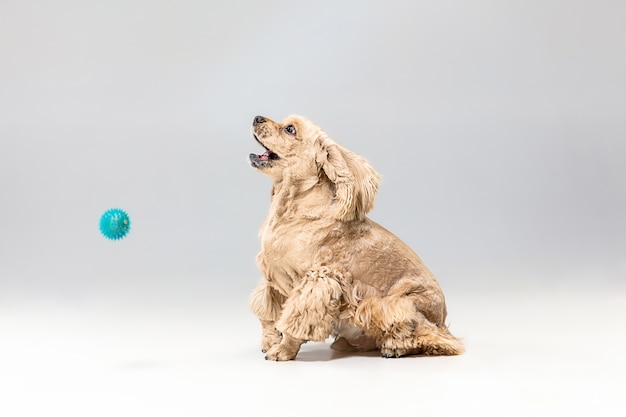 Free photo american spaniel puppy. cute groomed fluffy doggy or pet is playing isolated on gray background. studio photoshot. negative space to insert your text or image. concept of movement, getting target.