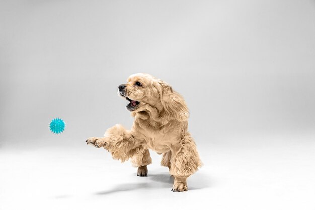 Free Photo american spaniel puppy playing with ball