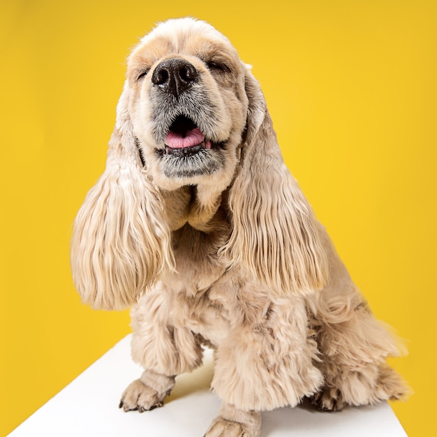 Free Photo american spaniel puppy posing