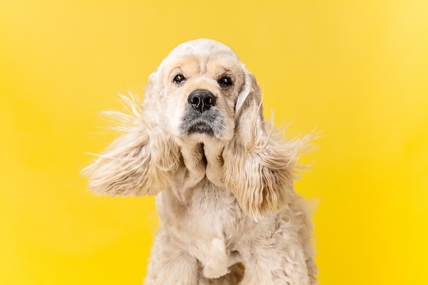 Free photo american spaniel puppy