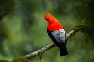 Free photo andean cockoftherock in the beautiful nature habitat peru wildlife