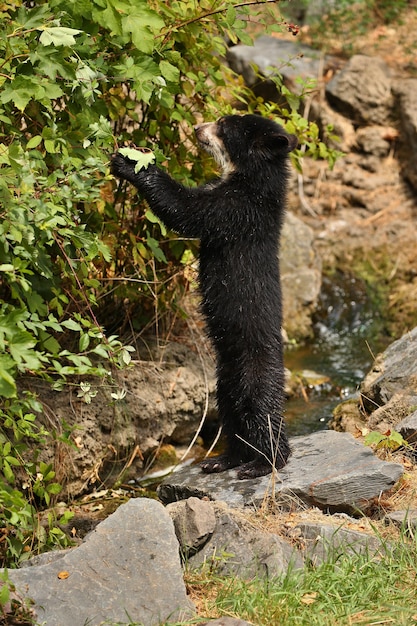 Free photo andean or spectacled bears tremarctos ornatus