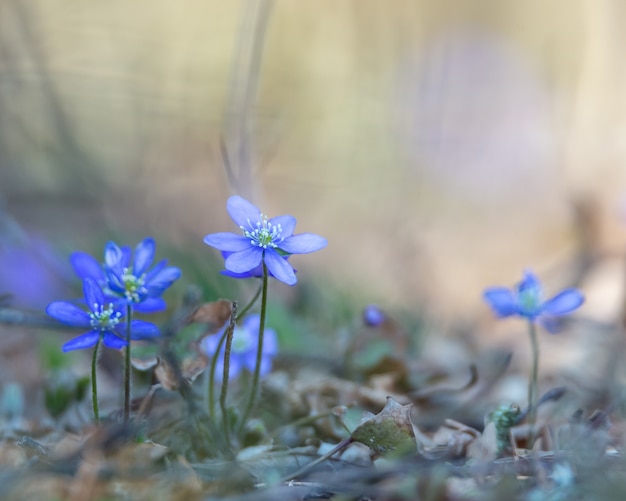 Anemone hepatica, Hepatica nobilis, is a blue flower that is protected in Sweden.