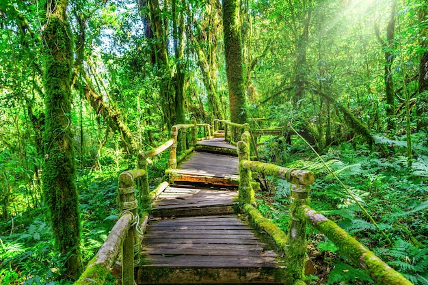 Ang ka nature trail in Doi Inthanon national park , Chiang mai , Thailand.