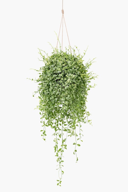 Angel vine indoor hanging plant