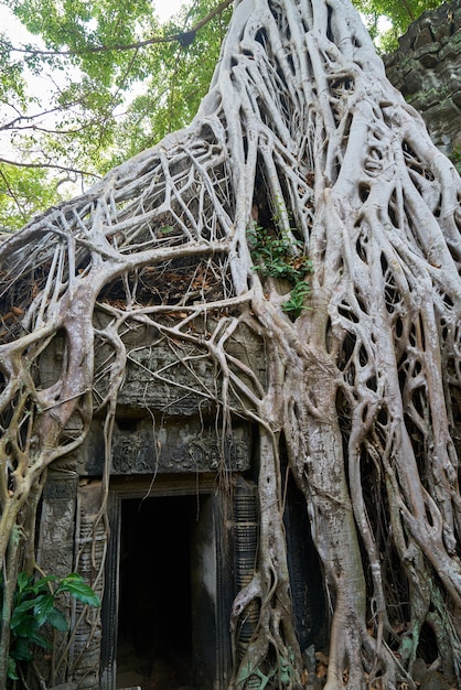 Angkor Wat Temple and Trees