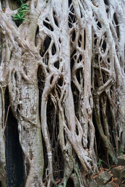 Free Photo angkor wat temple and trees