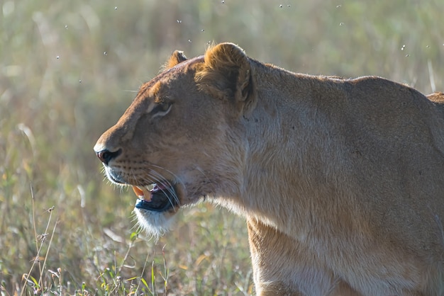 Free photo angry female lion looking for prey in a grass field in the wilderness