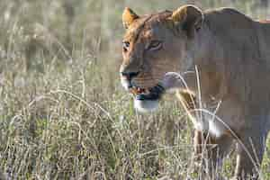 Free photo angry female lion looking for prey in a grass field in the wilderness