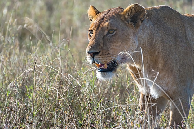 Angry female lion looking for prey in a grass field in the wilderness