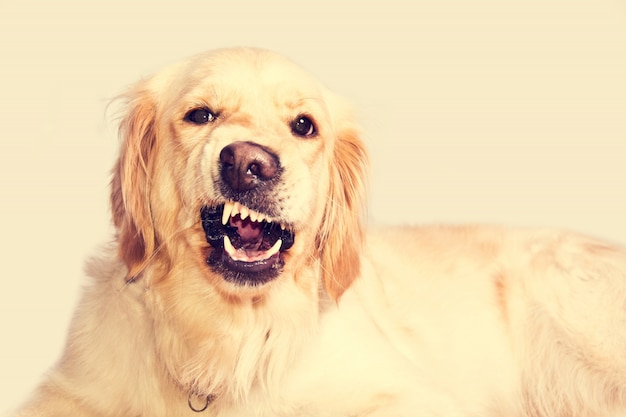 Free photo angry golden retriever dog.