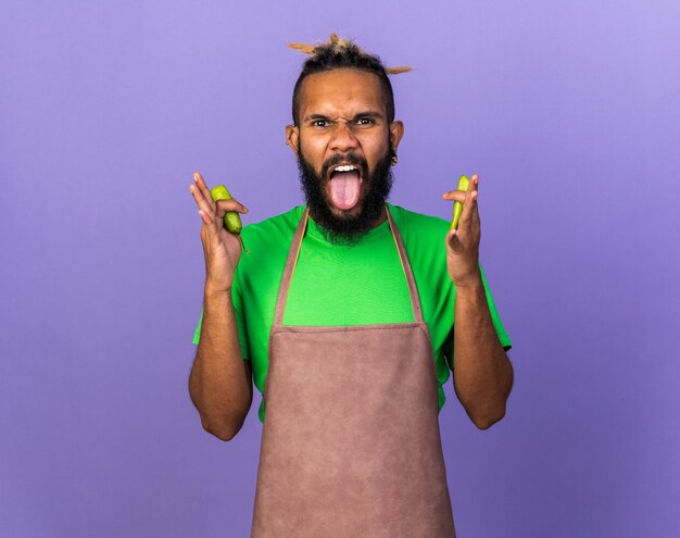 Angry young gardener afro-american guy holding pepper spreading hands isolated on blue wall