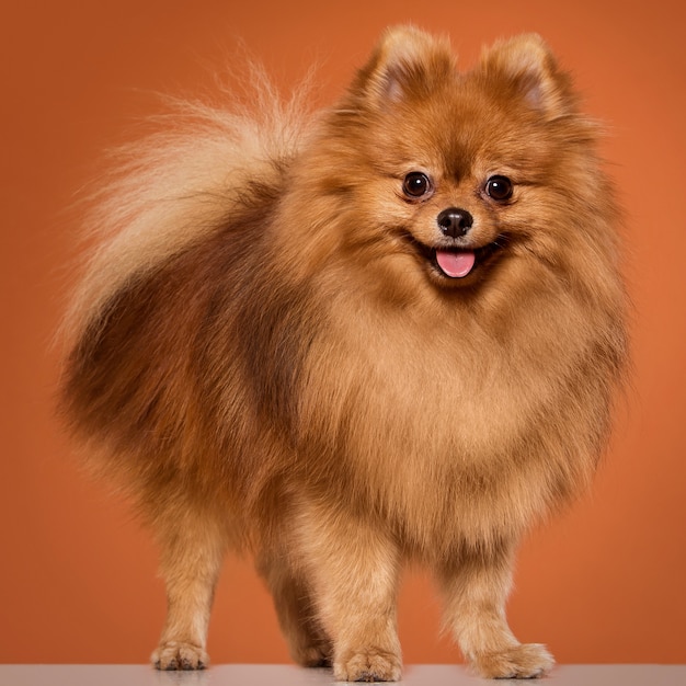 Free photo animal. cute spitz