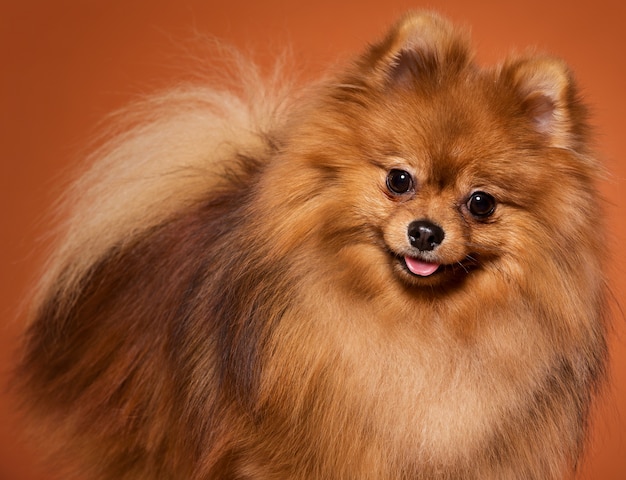 Animal. Cute spitz