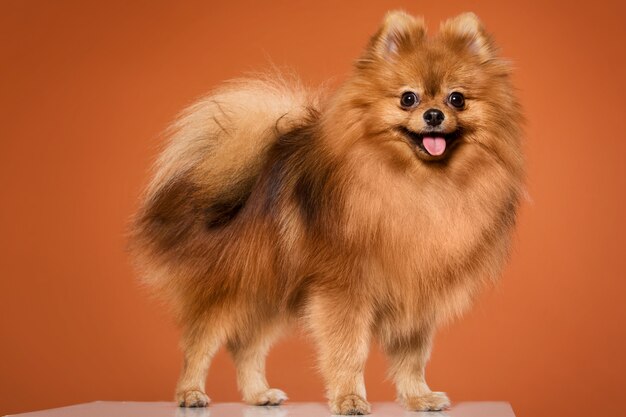 Animal. Cute spitz