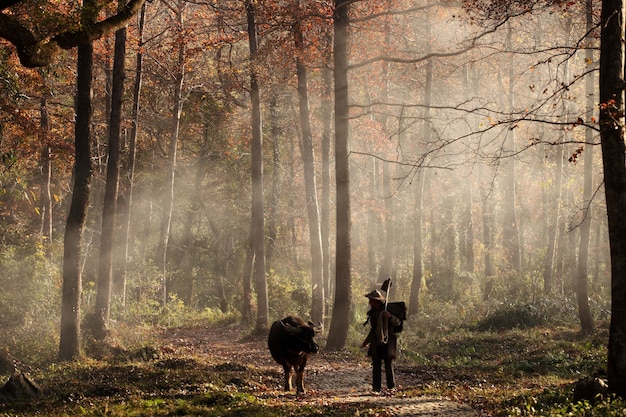 Free Photo animal and man walking in the forest