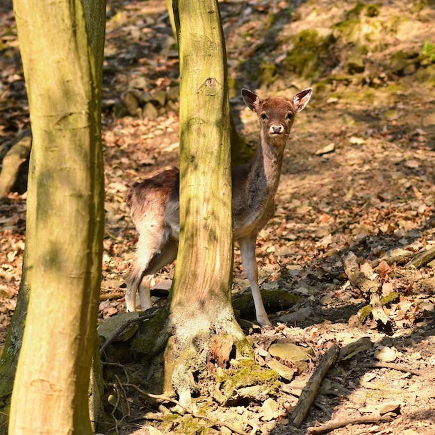 Animal in nature. Deer in the woods at sunset.