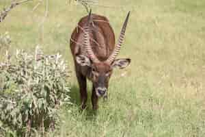 Free photo antelope on a background of green grass