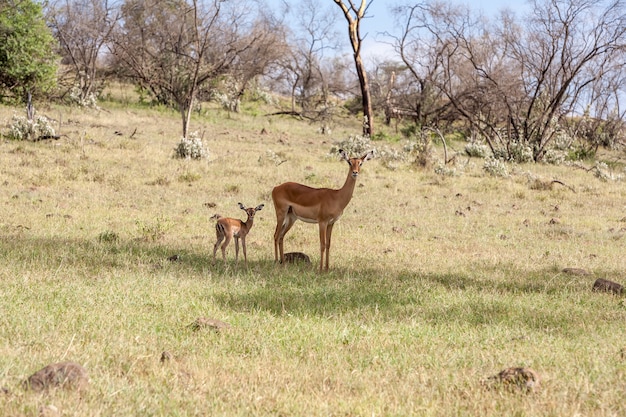 Antelope and her cub on a background of grass