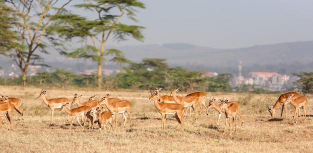 Free photo antelope in kenya, africa