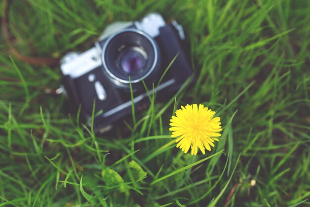 Antique camera in the grass