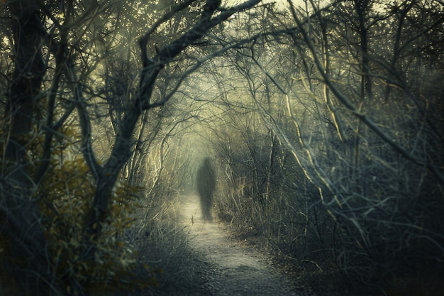 Free Photo aokigahara forest dark style