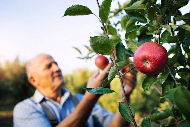 Free photo apple fruit harvest in orchard