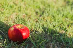 Free photo apple on grass