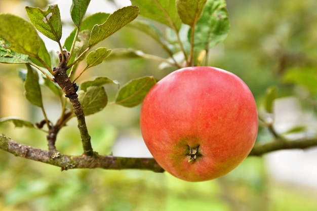 Free photo apple hanging on a tree