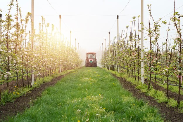 Apple orchard fruit production