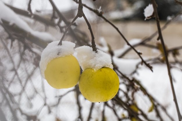 Apple weighs on the branches in the snow, the beginning of winter