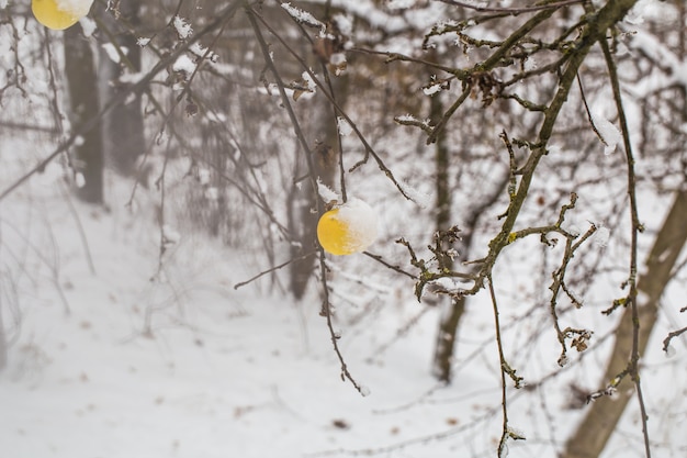 Free photo apple weighs on the branches in the snow, the beginning of winter