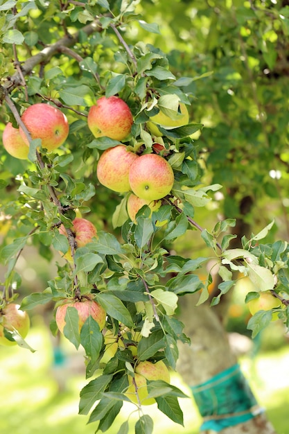 Free photo apples on a tree