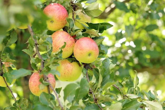 Apples on a tree