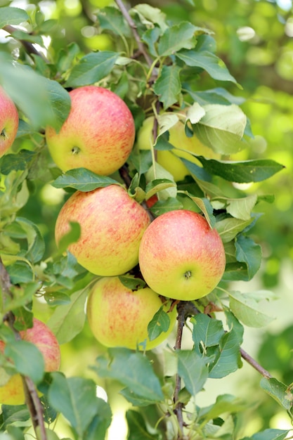 Free photo apples on a tree