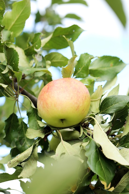 Free photo apples on a tree